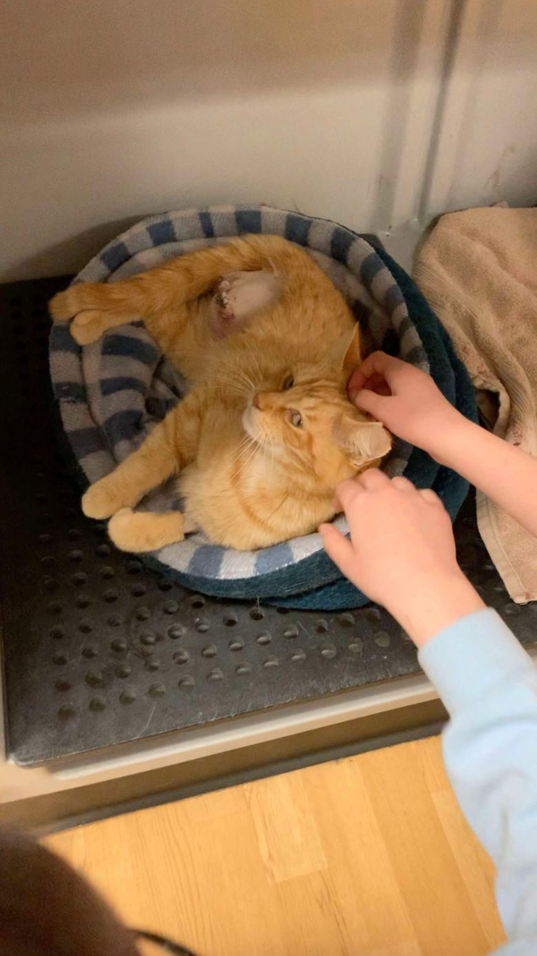 Illustration de l'article : Un chat errant et gravement blessé est amené chez un vétérinaire pour être euthanasié. Mais le destin en a décidé autrement (vidéo)